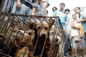 yulin dog meat festival