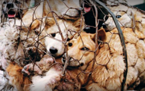 yulin dog meat festival