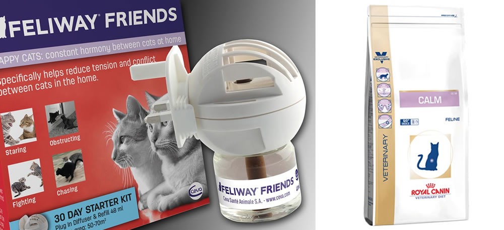 in vacanza con il gatto