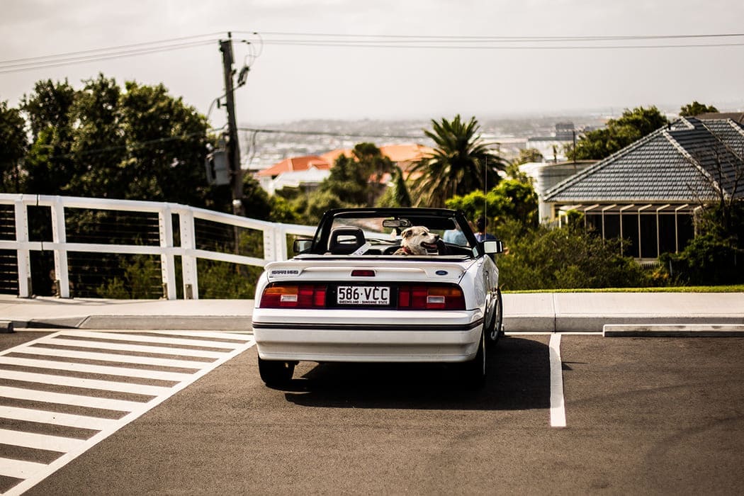 animali in vacanza, strutture adatte