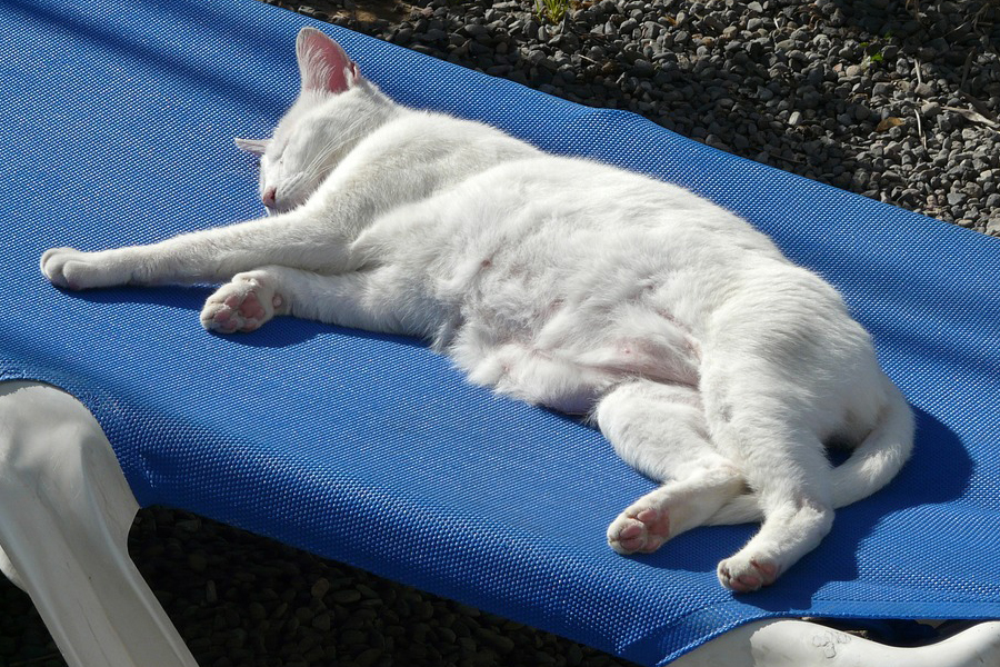 In vacanza con il gatto