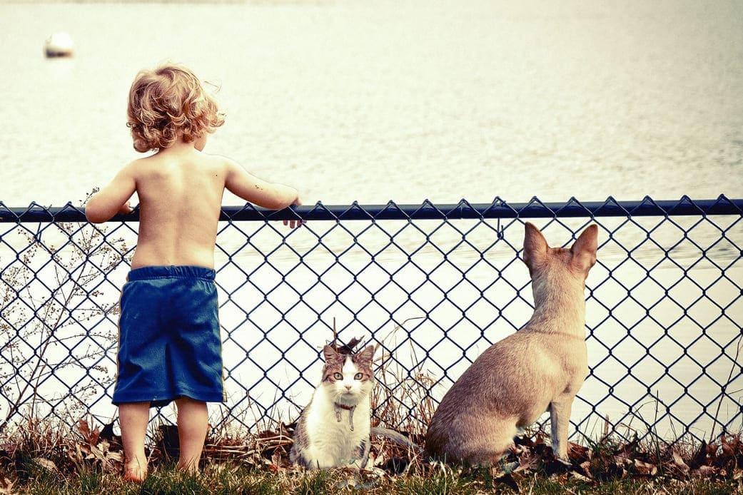 vacanza con il gatto