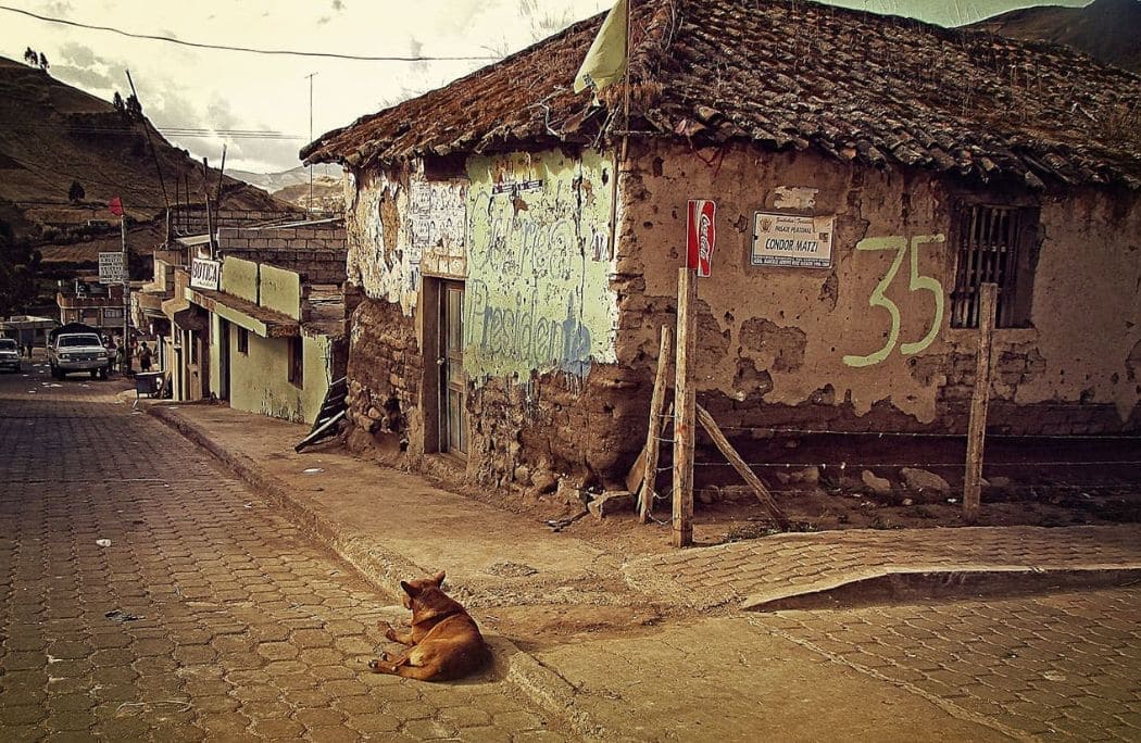 cosa fare se si trova un cane abbandonato