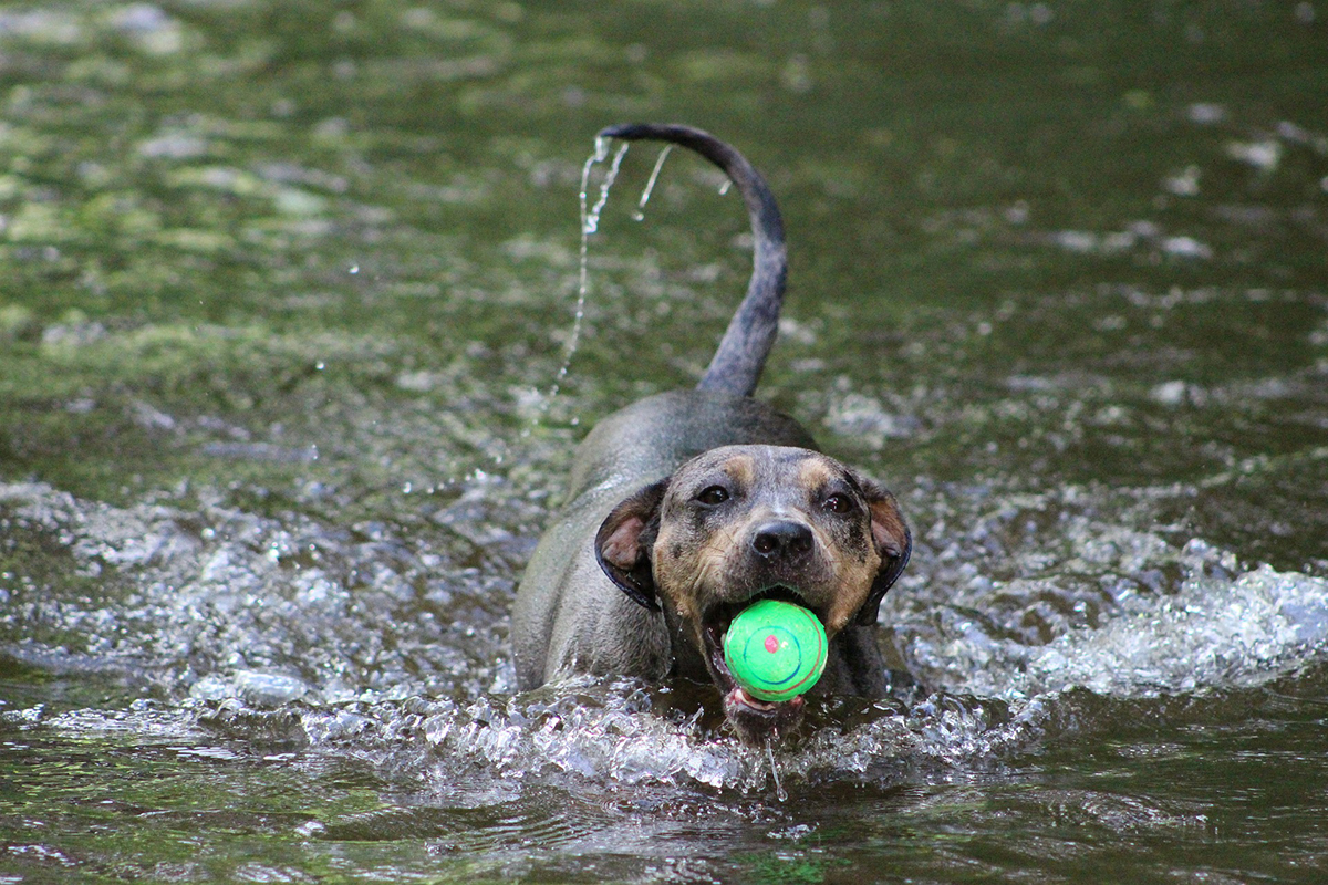 consigli per giocare in acqua con il tuo cane