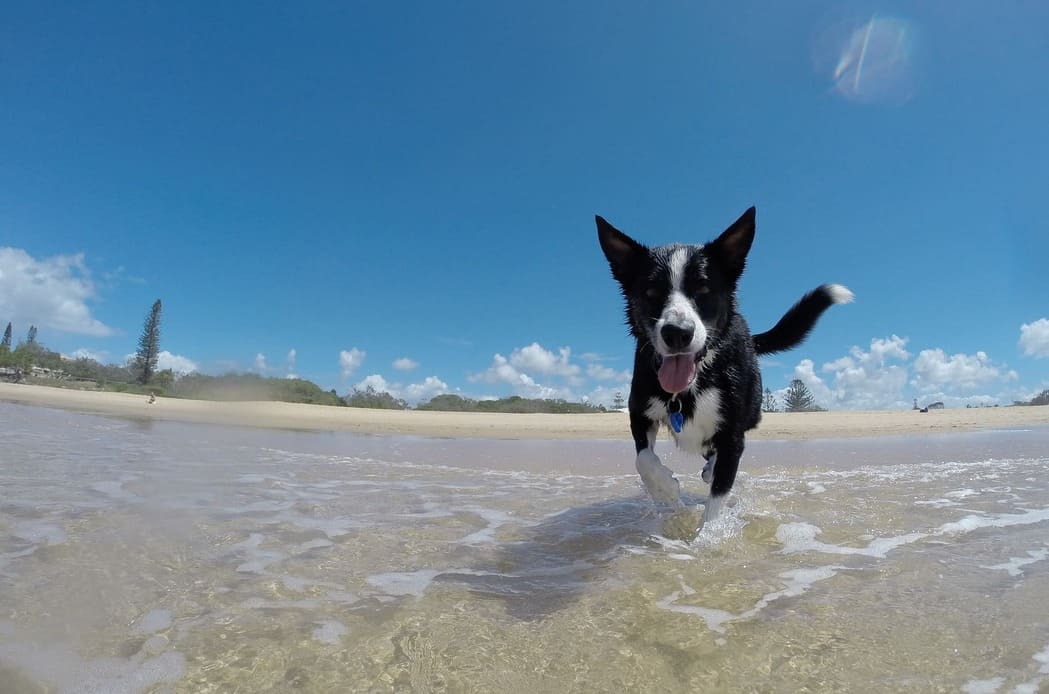giocare in acqua con il cane consigli
