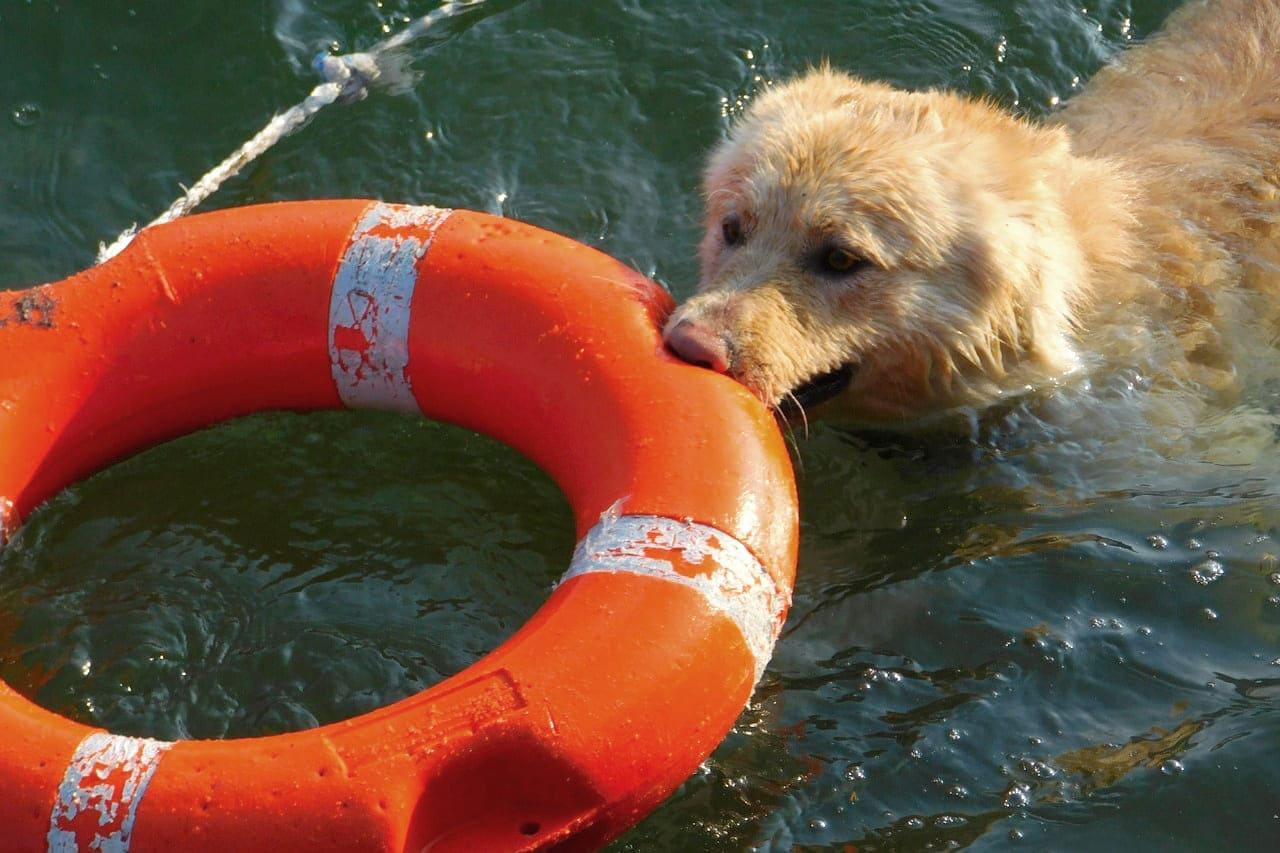 cane salvataggio