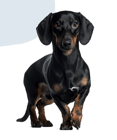 Prolife dog