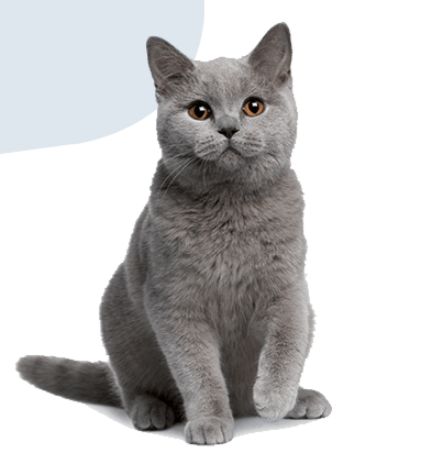 Prolife gatto