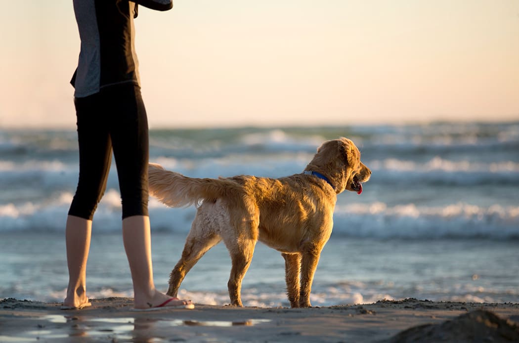 cane in spiaggia