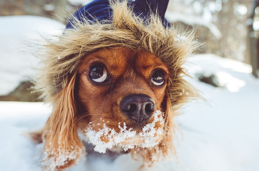 proteggere cani in inverno