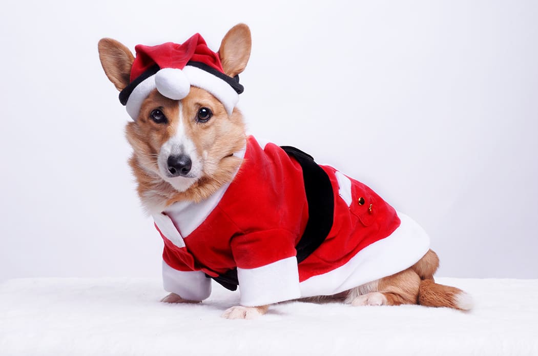 Corgi Natale