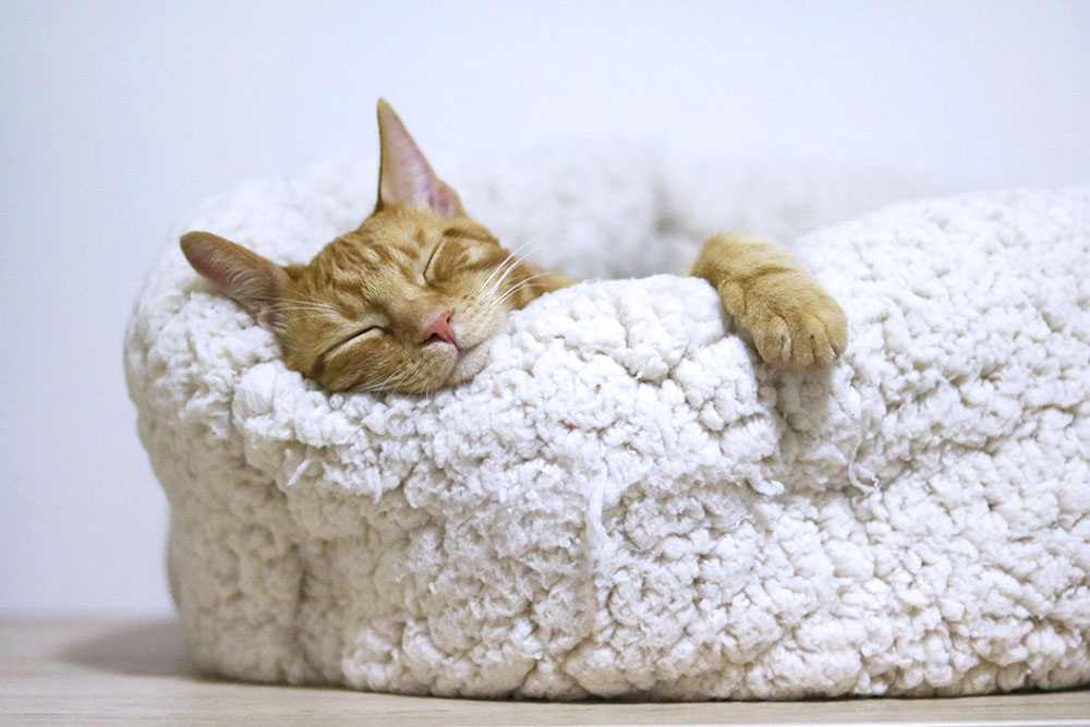 cuccia gatto