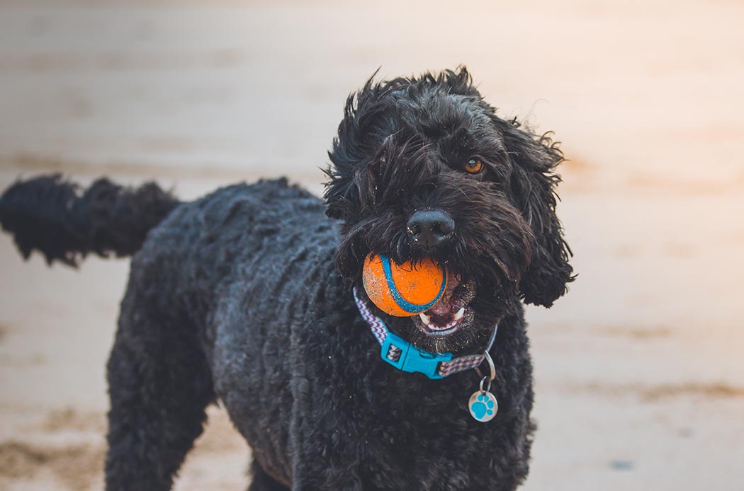 I giochi da fare in casa insieme al tuo cane - Starbene