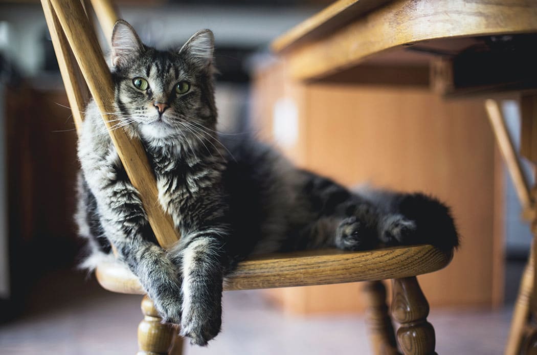 lezioni di vita feline