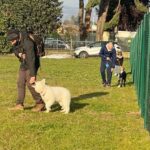 Campo di addestramento per cani a Varese- Iperanimal