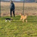 Campo di addestramento per cani a Varese- Iperanimal