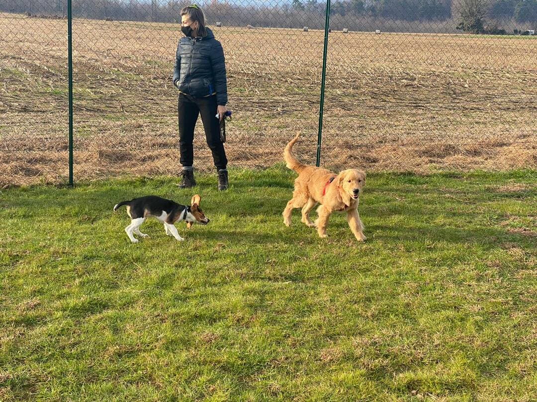 Campo di addestramento per cani a Varese- Iperanimal