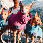 idee regalo per cani e gatti idee regalo per cani e gatti