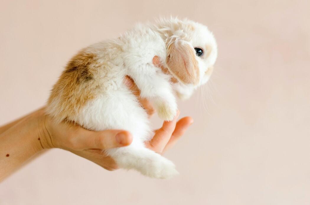 curiosità sui coniglietti nani