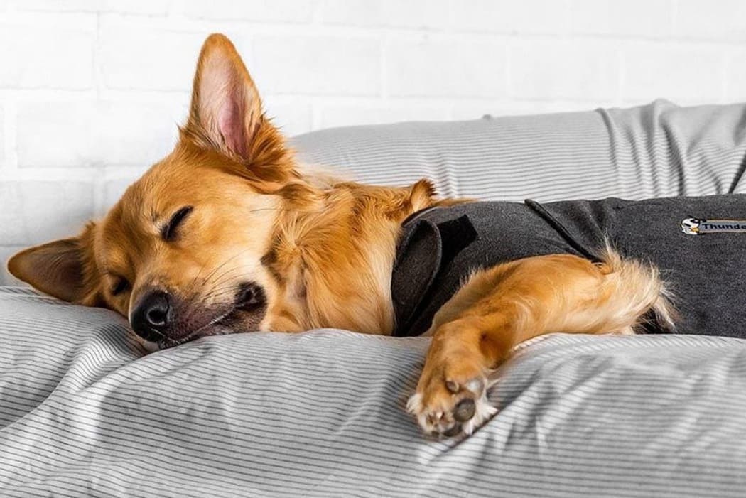 cappottino rilassante per cani