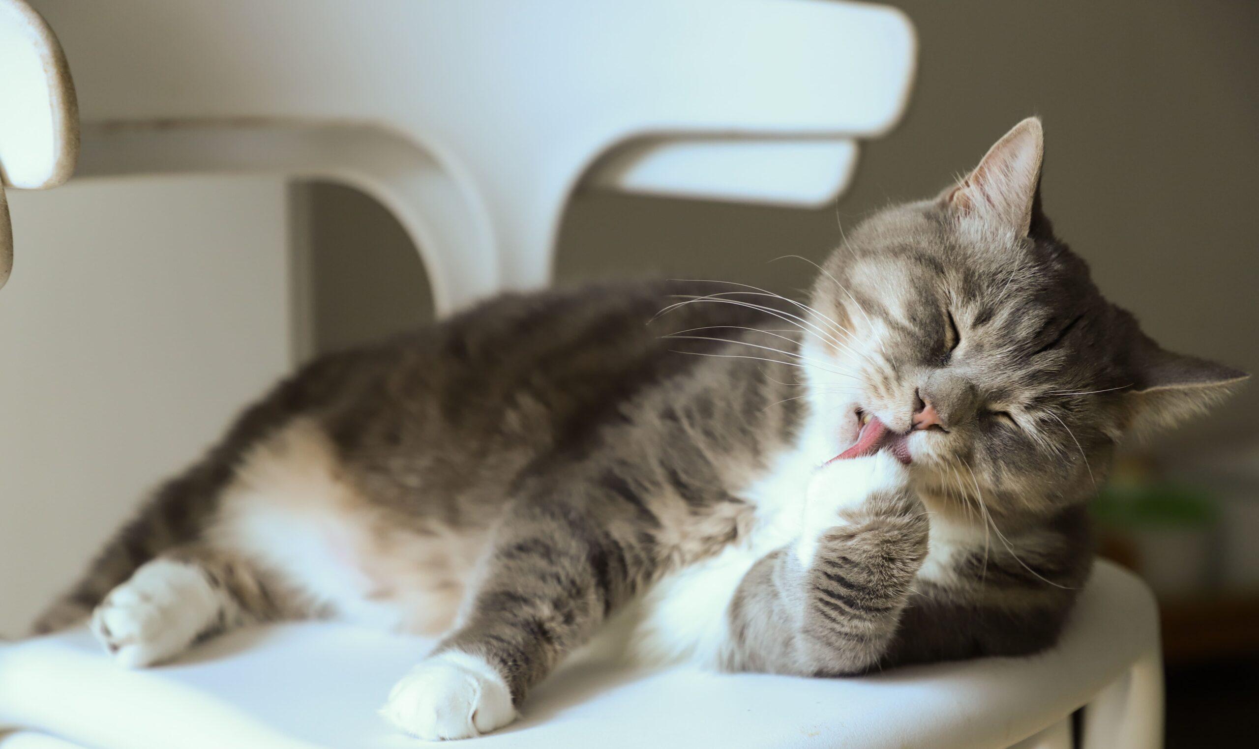 Linguaggio segreto del tuo gatto: come decifrarlo?