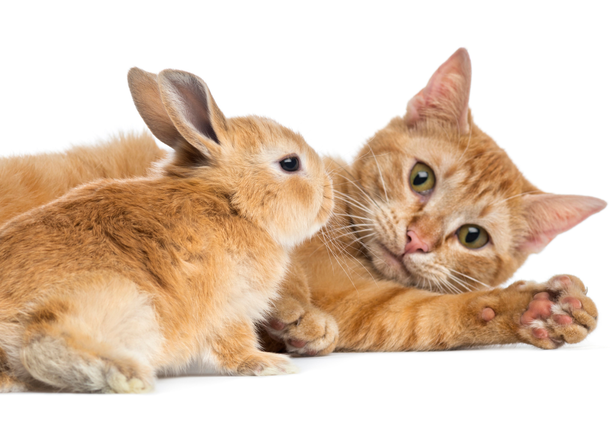 antiparassitari per gatti e conigli